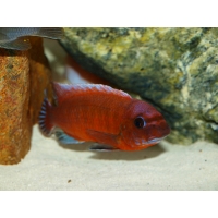 Labeotropheus Trewavasae red